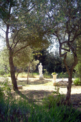 Part of garden